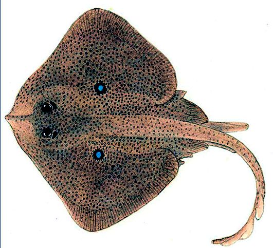 Raja miraletus_02.jpg